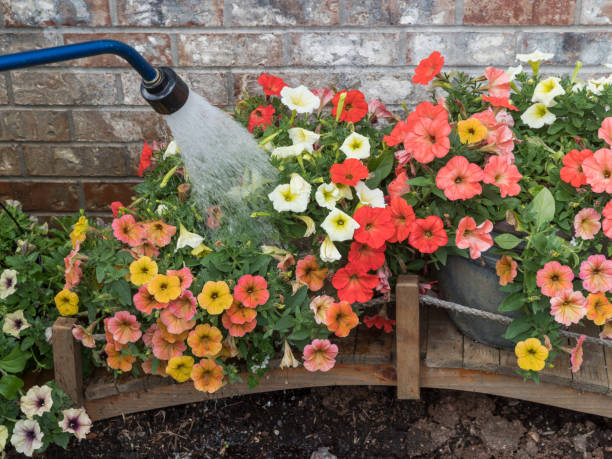 istock Watering Petunia Flowers by Hand Water Spray 693553280