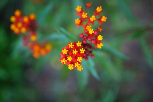 Scarlet Milkwee (Asclepias curassavica) blooming red flowers