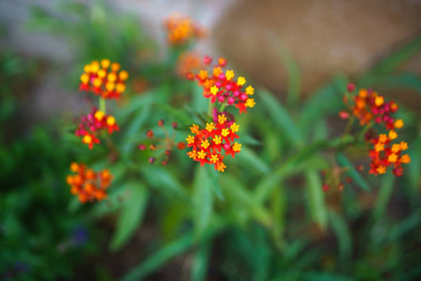Scarlet Milkwee (Asclepias curassavica) blooming red flowers