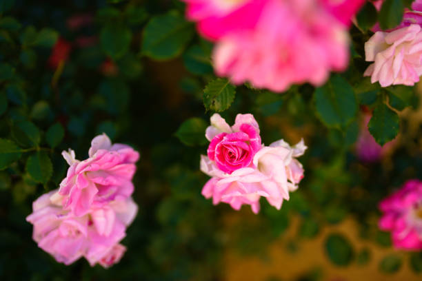 istock Creamy pink roses blooming with green leaves 693554616