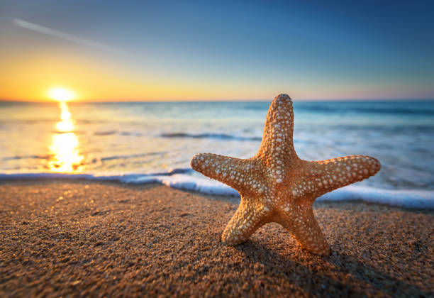 istock Beautiful beach with sunrise background. Focus on sea starfish. 693557152