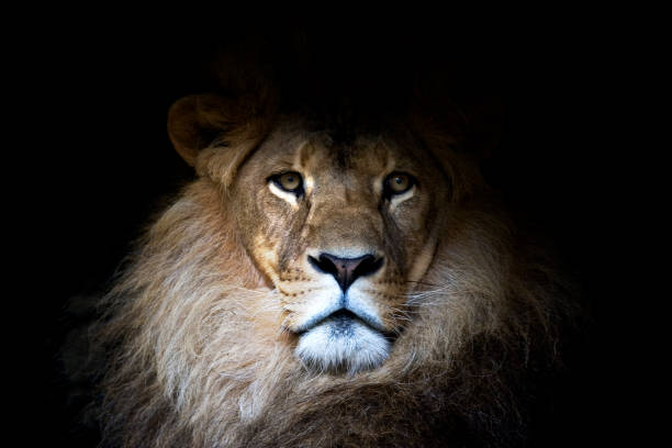istock African Lion on black background 693557186