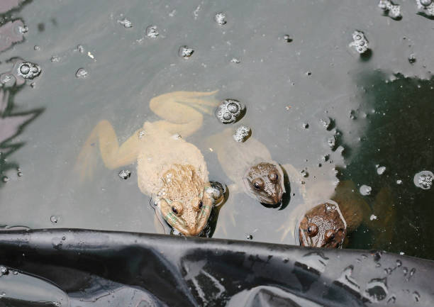 The frogs in the farm.