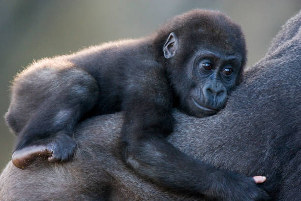 western lowland gorilla - gorilla zoo animal silverback gorilla imagens e fotografias de stock