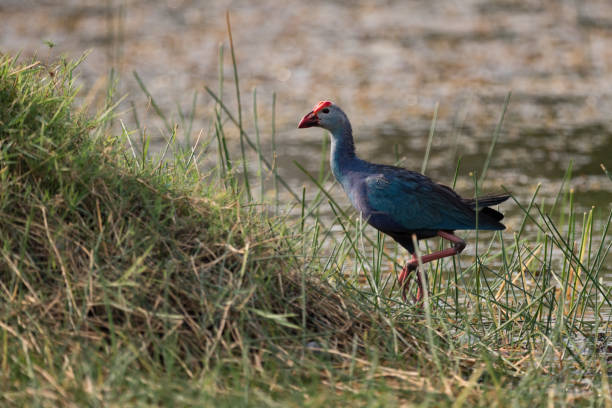 istock Purple moorhen climbs grassy slope by water 693563710