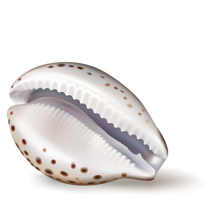 Vector illustration, badges, stickers, seashell cowrie in realistic style isolated on white. Print, template, design element