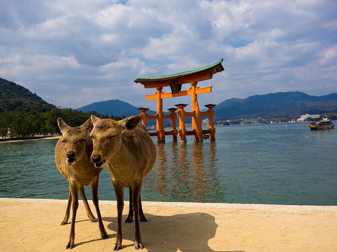 Laughing Deer In Itsukushima Shrine Stock Photo - Download Image Now -  Itsukushima Shrine, Hiroshima Prefecture, Animal - iStock