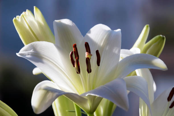 fiore di madonna lilly - zephyranthes lily foto e immagini stock