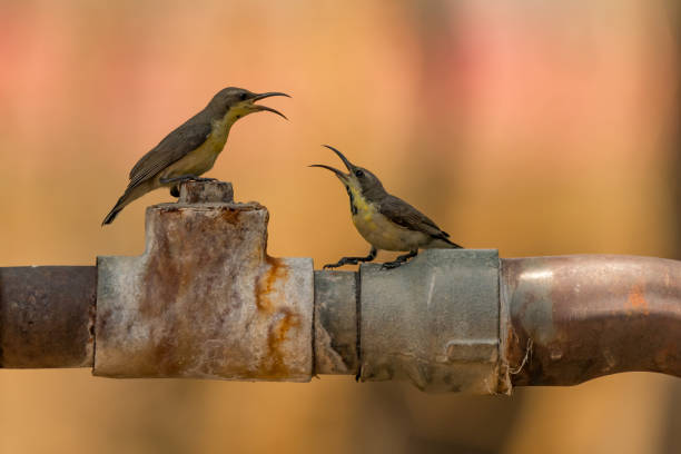 istock Two female purple sunbirds argue on pipe 693566794