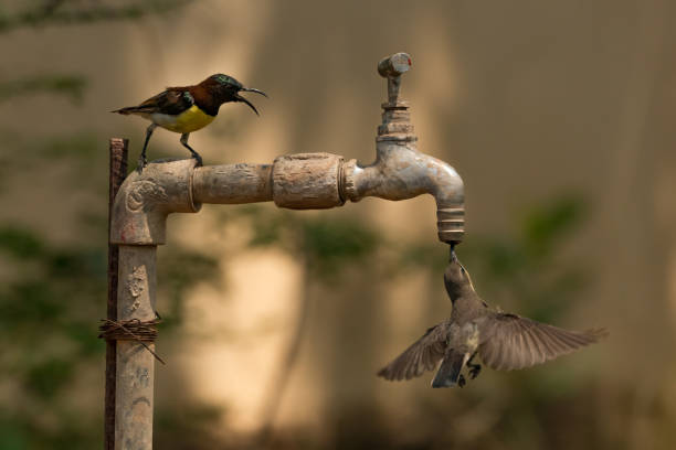 istock Two sunbirds compete to drink from tap 693567368