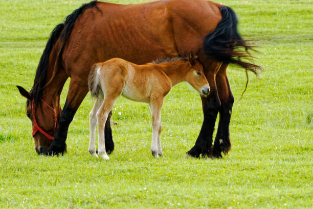 istock Colt and his mother 693567564