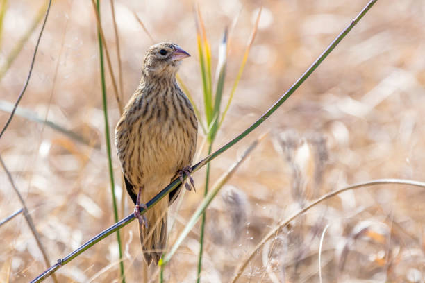 Rufous naped lark (Mirafra africana) Rufous naped lark seen sitting on a reed in the winter grassland of a nature reserve in South Africa. rufous naped lark mirafra africana stock pictures, royalty-free photos & images