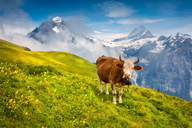 vache sur un pâturage de la montagne. - switzerland berne mountain european alps photos et images de collection