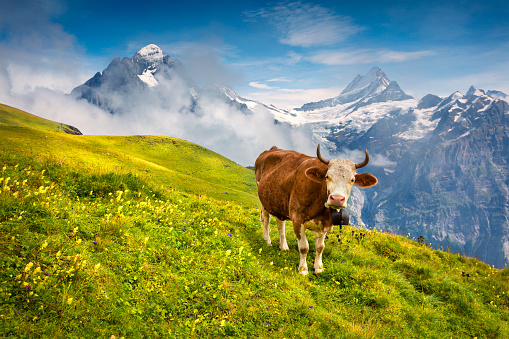 Cattle on a mountain pasture. Colorful morning view of Bernese Oberland Alps, Grindelwald village location. Wetterhorn and Klein Wellhorn mountains on background. Switzerland, Europe.