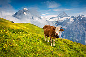 Cattle on a mountain pasture.