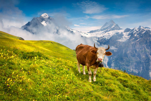 Cattle on a mountain pasture. Cattle on a mountain pasture. Colorful morning view of Bernese Oberland Alps, Grindelwald village location. Wetterhorn and Klein Wellhorn mountains on background. Switzerland, Europe. grindelwald photos stock pictures, royalty-free photos & images