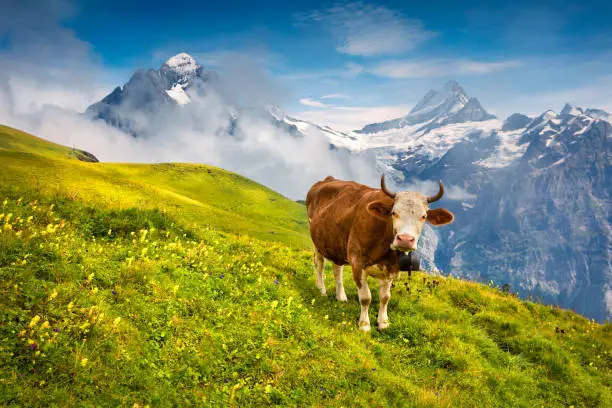 Photo of Cattle on a mountain pasture.