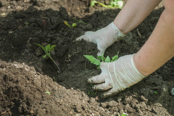 istock Gardener hands preparing soil for seedling in ground 693576440