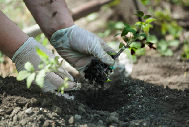 istock Gardener hands preparing soil for seedling in ground 693576618