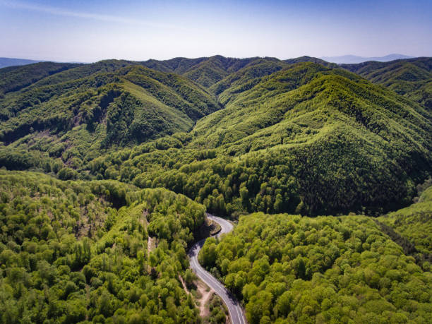 istock Winding road in the forest 693579650