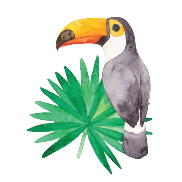 illustrazioni stock, clip art, cartoni animati e icone di tendenza di acquerello toucan - foresta amazzonica