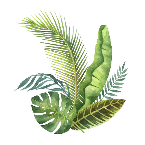 istock Watercolor bouquet tropical leaves and branches isolated on white background. 693580130