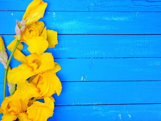 istock Blossoming yellow iris on a blue wooden background 693582858