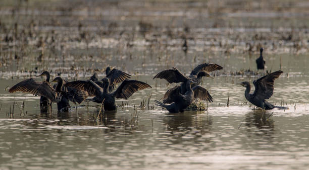 istock Flock of Birds 693586004