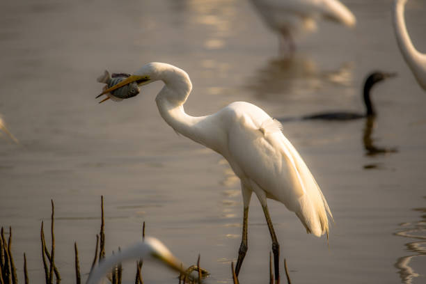 istock Egret Fishing 693586220