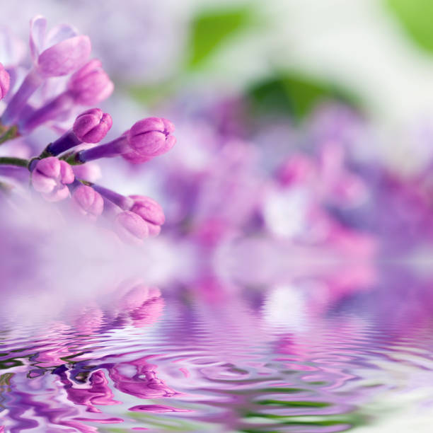 istock Purple spring lilac flowers in water reflection 693594812