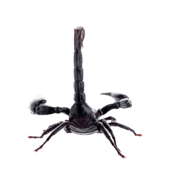 istock Black scorpions isolated on a white background 693599848