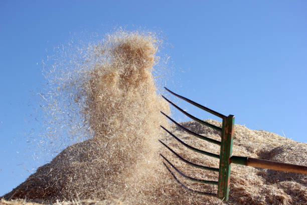 harvest - trilla fotografías e imágenes de stock