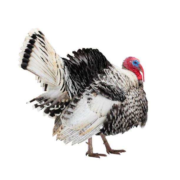 istock beautiful turkey bird is isolated on white background, close up 693613684