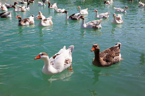 Goose Swimming On Lake