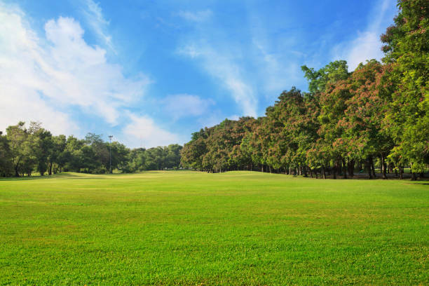istock Sky and green grass field in city park 693617338