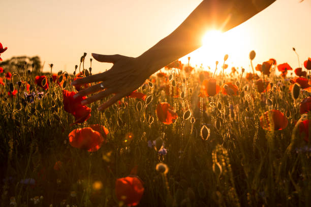 istock Woman´s hand touching red poppy flower 693617422