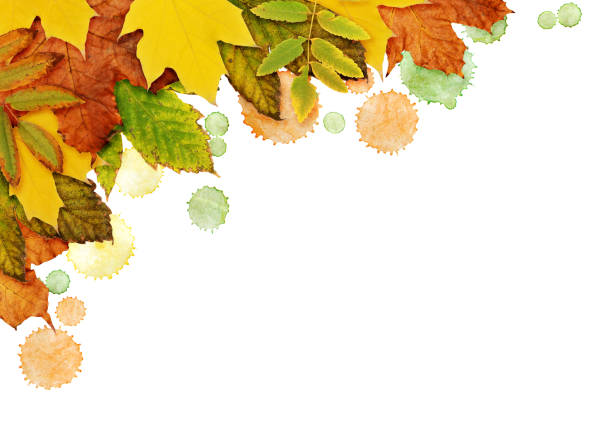 Autumn background with dried leaves and paint blots in yellow, orange and green colors in a corner isolated on white. Flat lay. Top view.