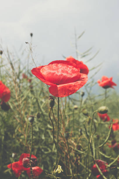 istock Poppy flower artistic filter interpretation 693619898