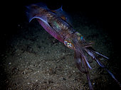 tintenfisch-in-schwarz.jpg?b=1&s=170x170&k=20&c=-Niqbd4tuj3iEpSPOq3Dfz2tCN2uriTOQ5zYJIb4s-k=