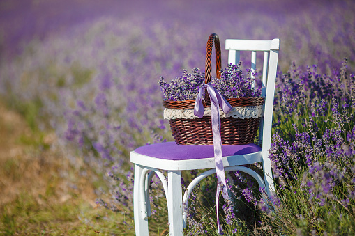Summer,lilac blooming field of lavender,white chair with backrest stands among the flowers on the chair is brown wicker basket full of flowers of lavender,air,color and aroma of mountain lavender.