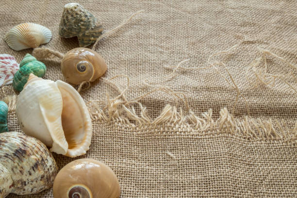 istock Green Seashells On Beige Burlap. Textured Background For Product Montage, Web Design, Presentation With Space For Text. 693624686