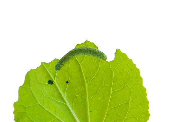 Worms eat leaves isolated. stock photo