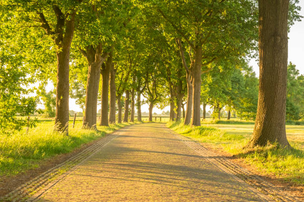 istock Country lane surrounded by trees during a beautiful summer evening 693628230