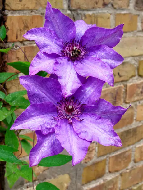 violet clematis blossom
