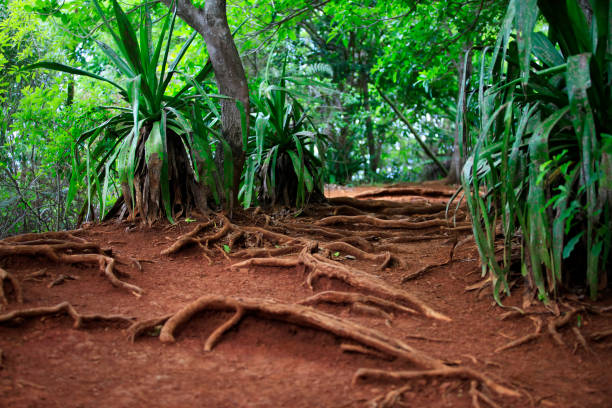 istock Path in a green wild tropical forest. Mauritius 693631584