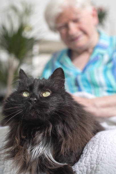 istock Elderly woman with her pet 693634514