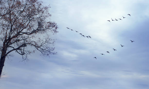 istock Birds in flight against bright autumn background 693634664
