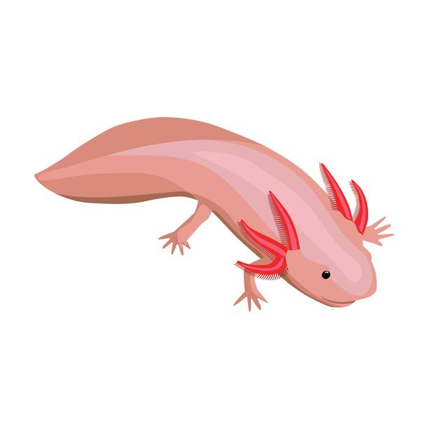 illustrations, cliparts, dessins animés et icônes de icône d’axolotl mexicain en style cartoon isolé sur fond blanc. mexique pays symbole stock illustration vectorielle. - salamandre