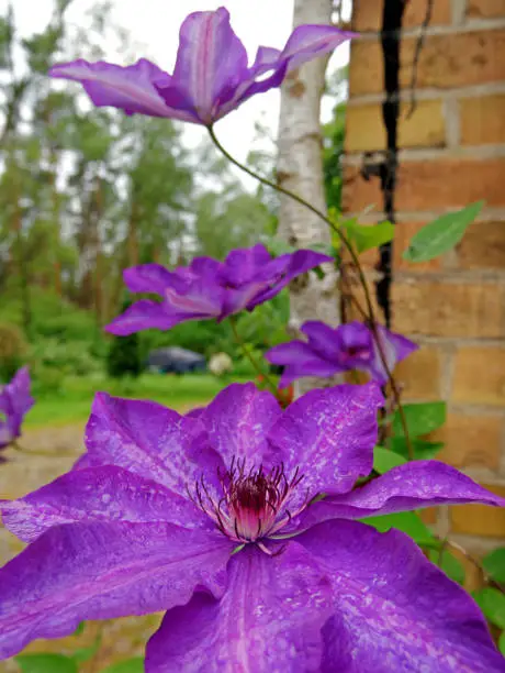violet clematis blossom. S.D.O.F.