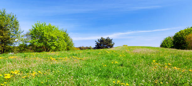 istock Panorama of summer meadow with green grass, trees and blue sky. 693638210